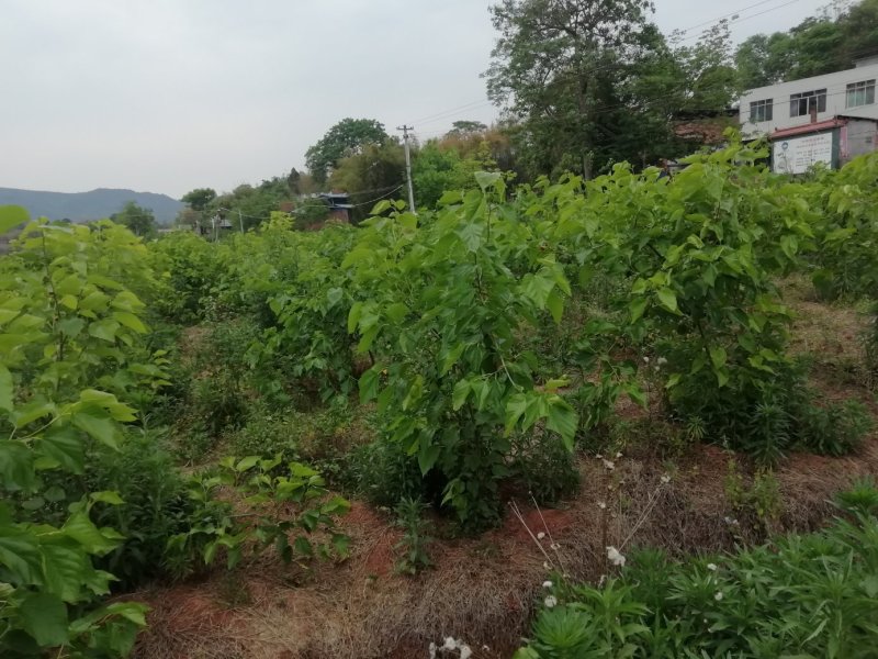 处理果桑苗，以挂果，便宜处理