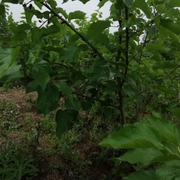 处理果桑苗，以挂果，便宜处理