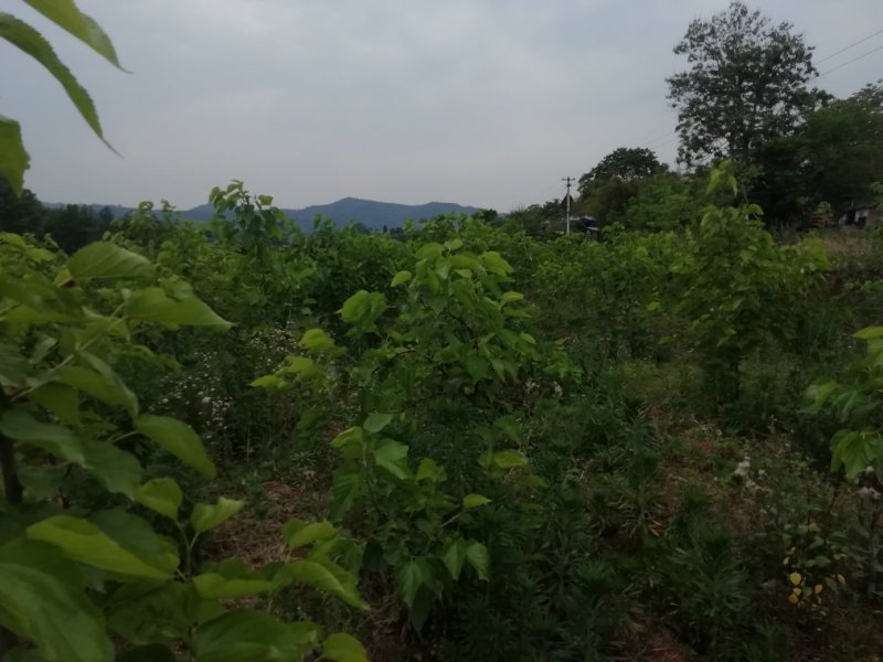 处理果桑苗，以挂果，便宜处理
