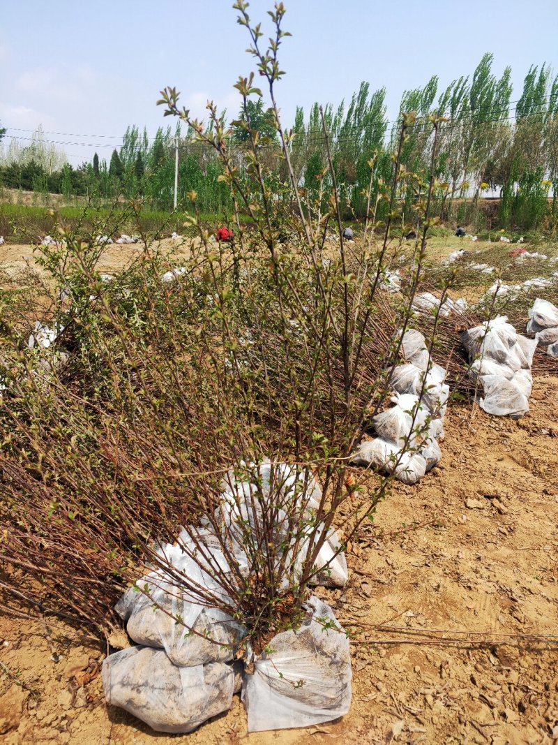 出售定植丛生榆叶梅球，基地直供，支持现场看货，