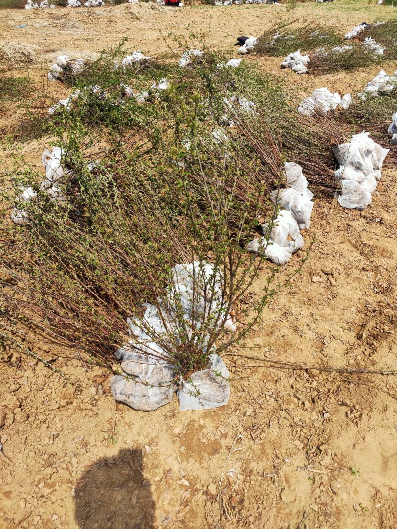 出售定植丛生榆叶梅球，基地直供，支持现场看货，