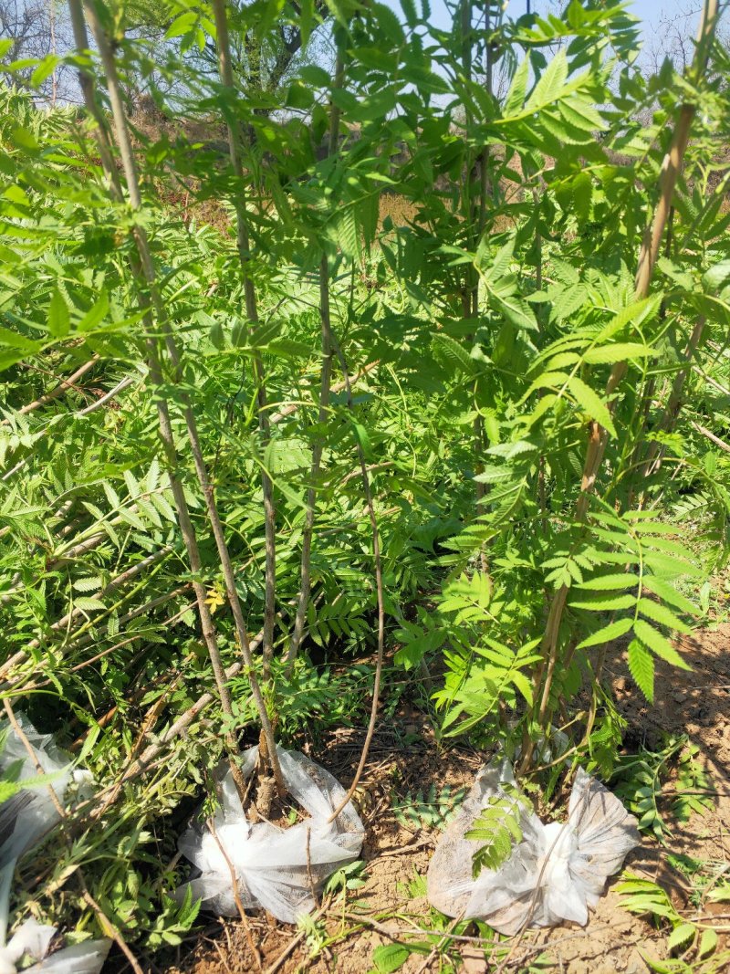 大量出售丛生珍珠梅苗，分枝多，冠副大，产地直供，支持现场
