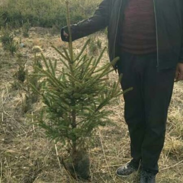 营养杯云杉