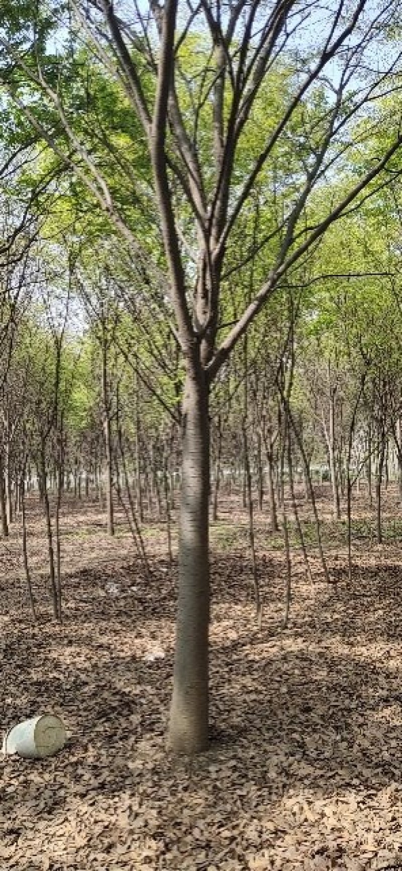 供应榉树，红榉树，苗圃一手货源，欢迎选购