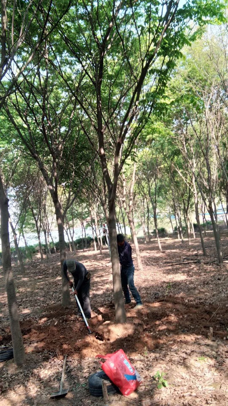供应榉树，红榉树，苗圃一手货源，欢迎选购