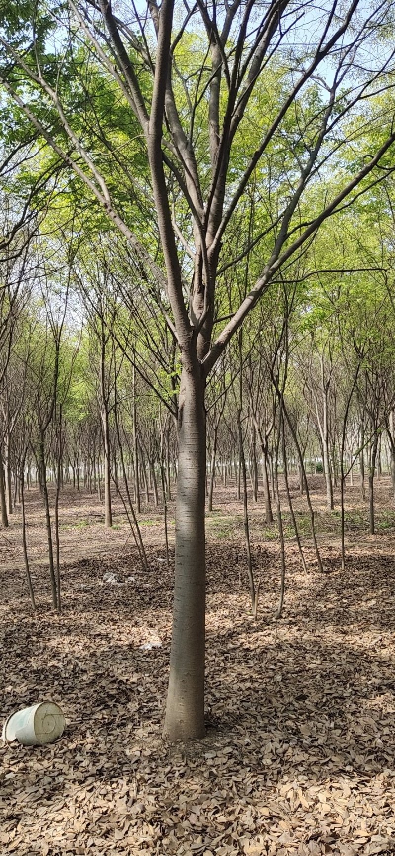 供应榉树，红榉树，苗圃一手货源，欢迎选购