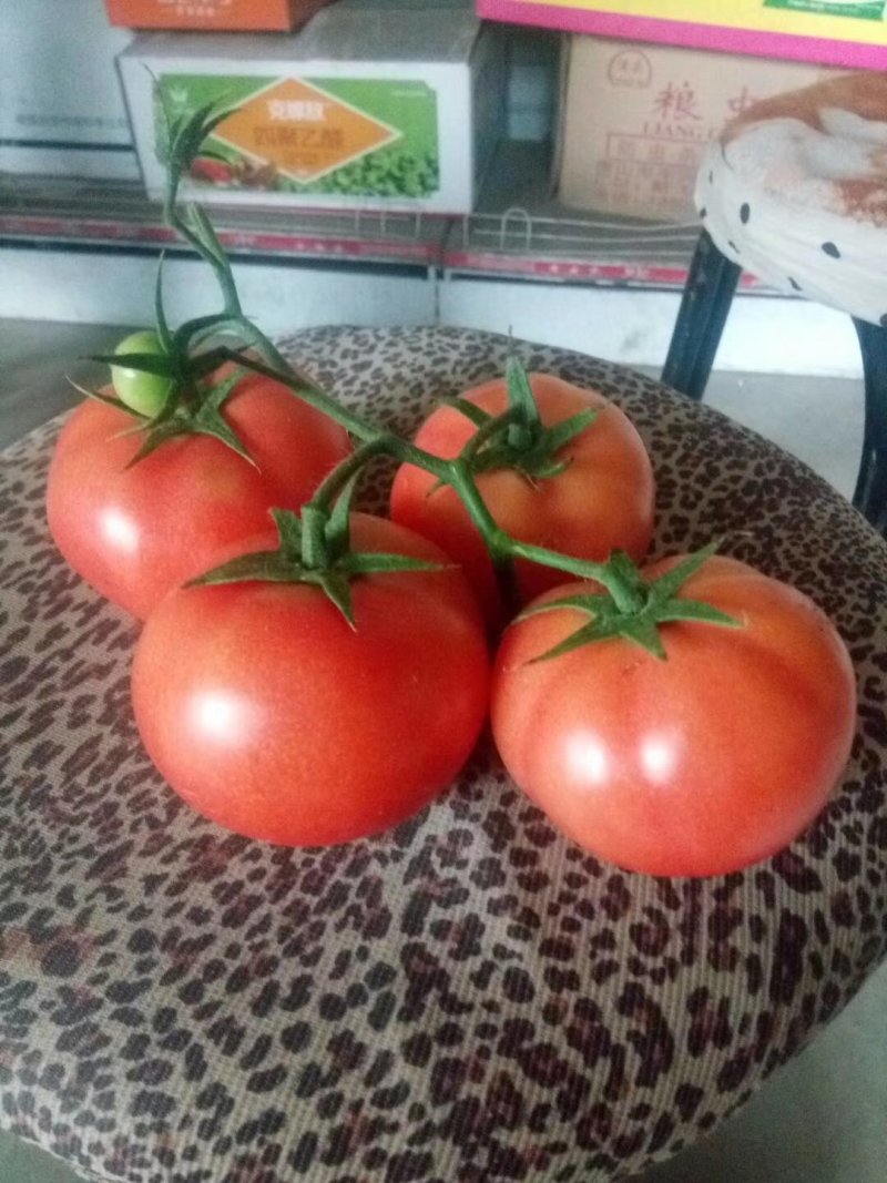 硬粉西红柿