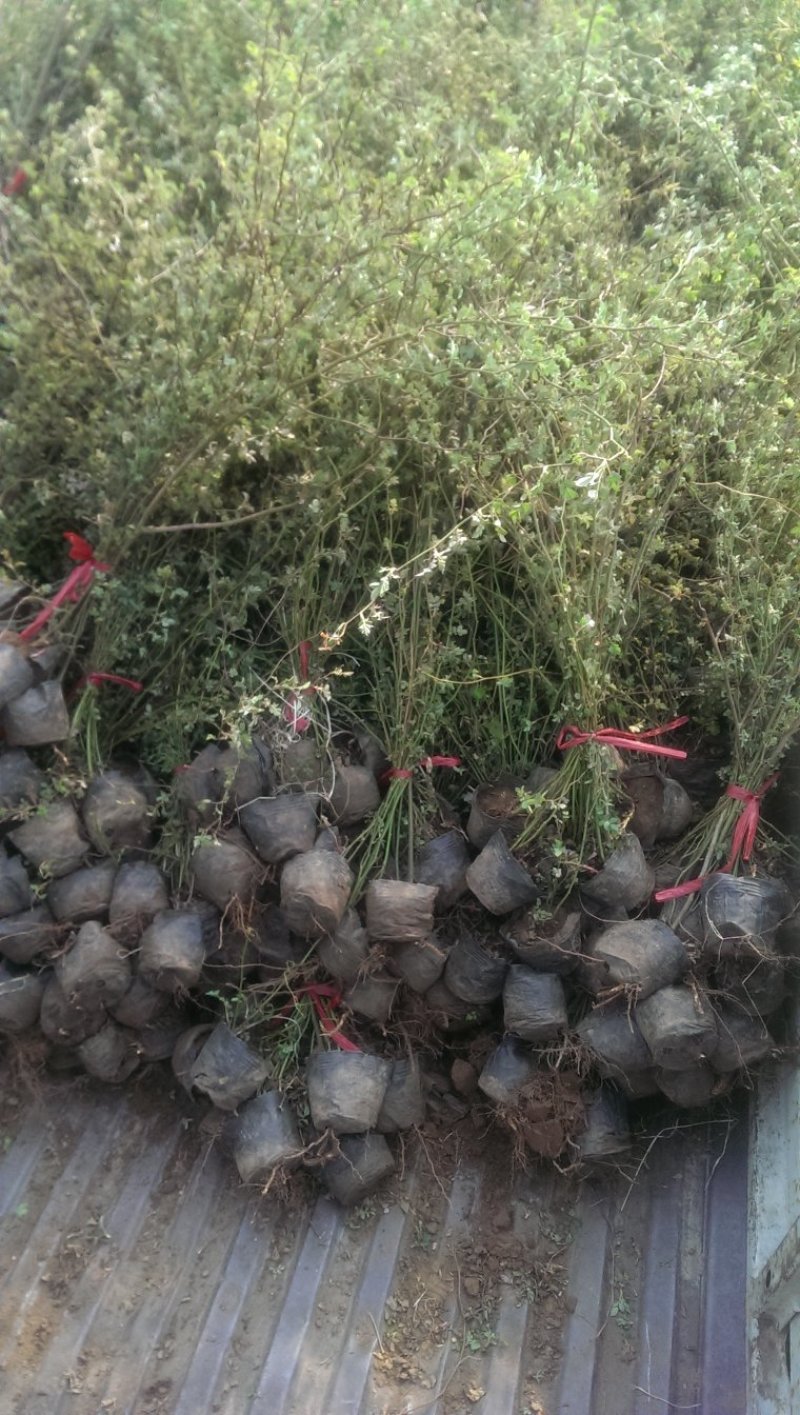 基地出售蔷薇花苗红花蔷薇高度40-80公分