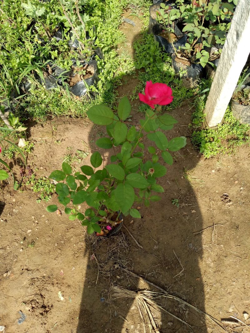 基地出售蔷薇花苗红花蔷薇高度40-80公分