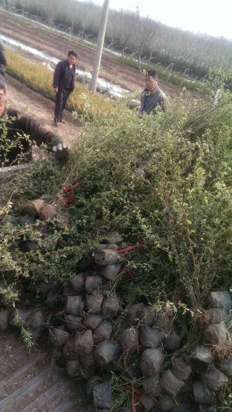 基地出售蔷薇花苗红花蔷薇高度40-80公分