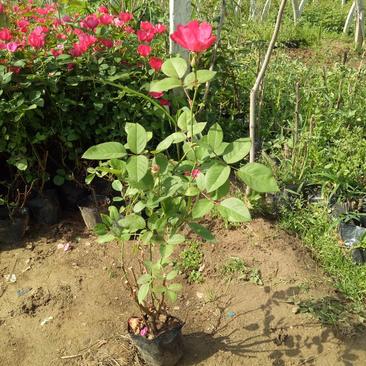 基地出售蔷薇花苗红花蔷薇高度40-80公分