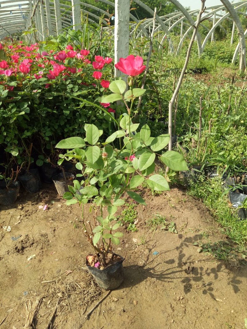 基地出售蔷薇花苗红花蔷薇高度40-80公分