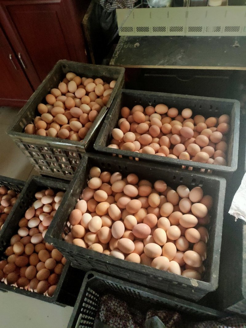 林地散养草鸡蛋种蛋品种纯正