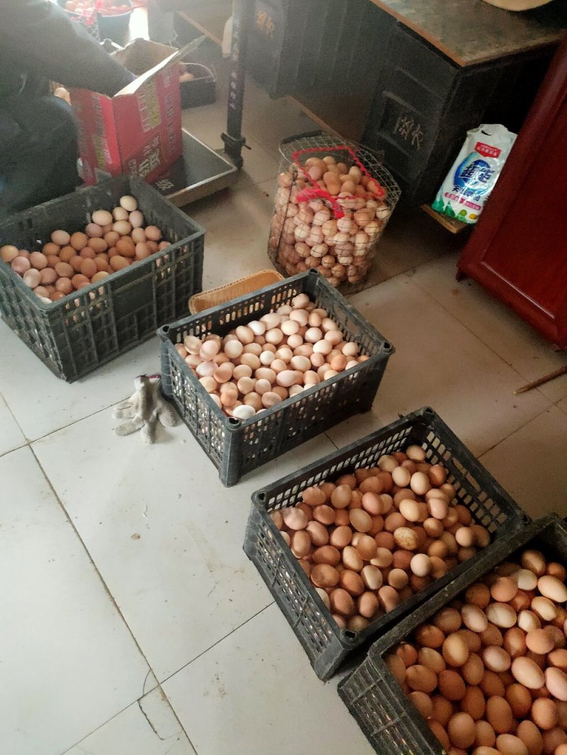 林地散养草鸡蛋种蛋品种纯正