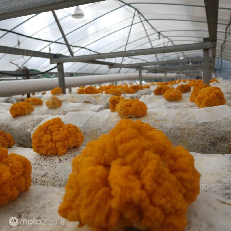 云南干金耳鲜金耳新货刚刚烤出来基地直供
