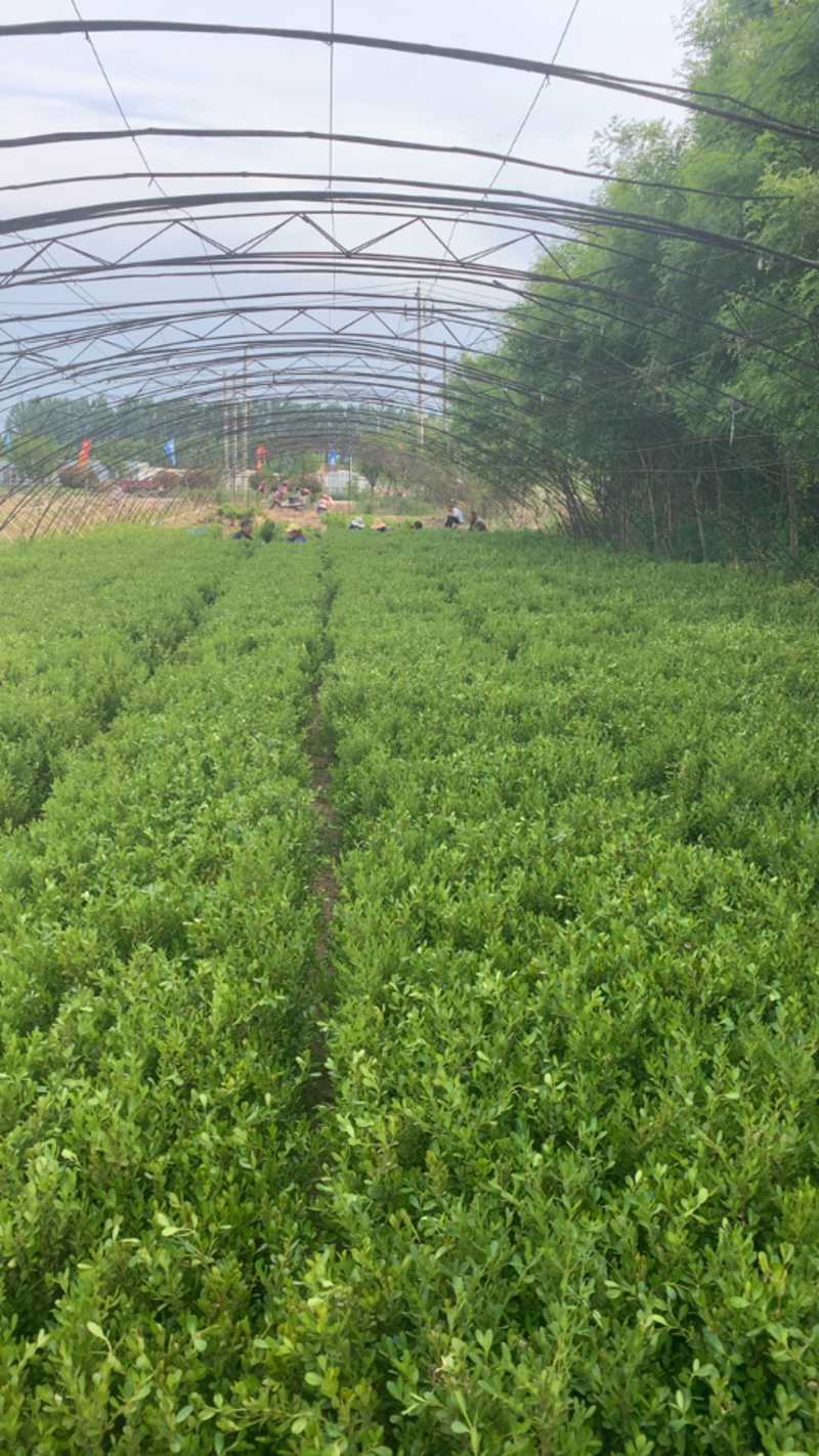 小叶黄杨，高山黄杨，营养钵苗子13×15，绿化工程两年苗