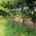 红梅6公分