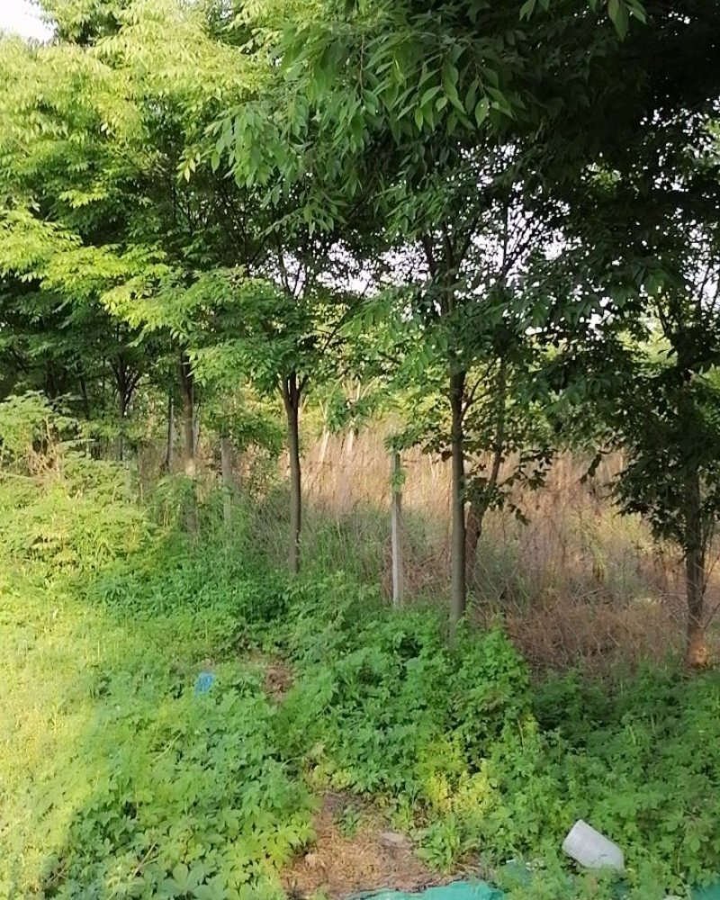 红梅6公分