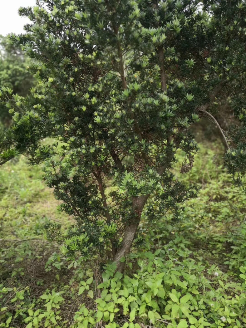 5-8公分贵妃罗汉松