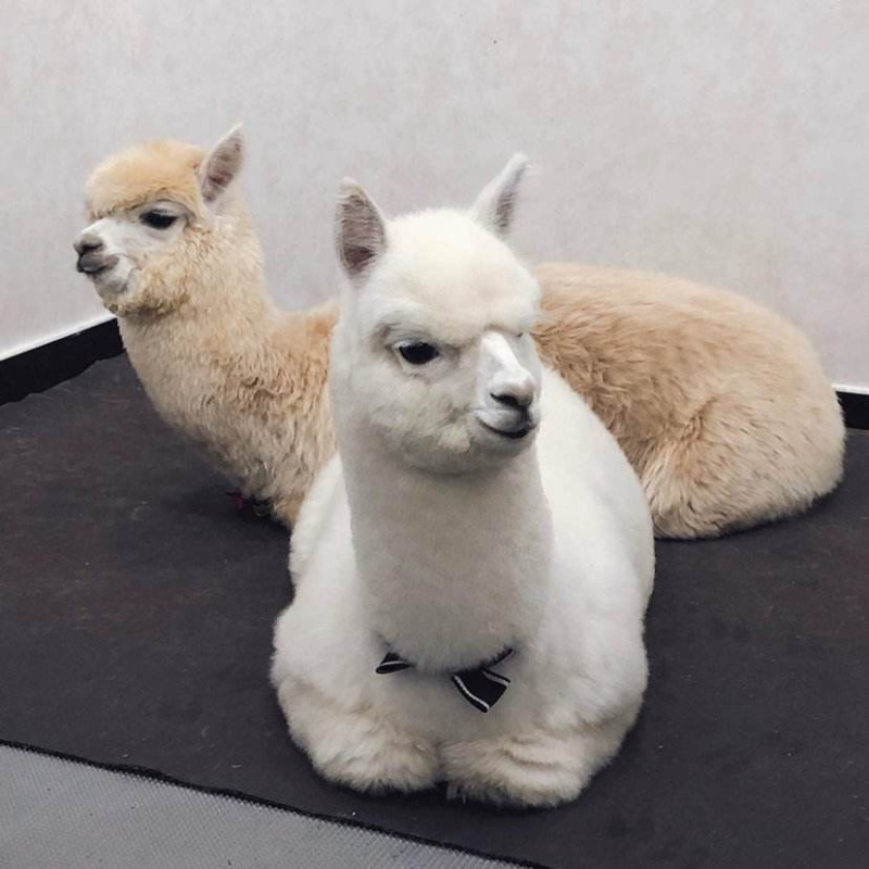 羊驼幼崽羊驼活体萌宠羊驼