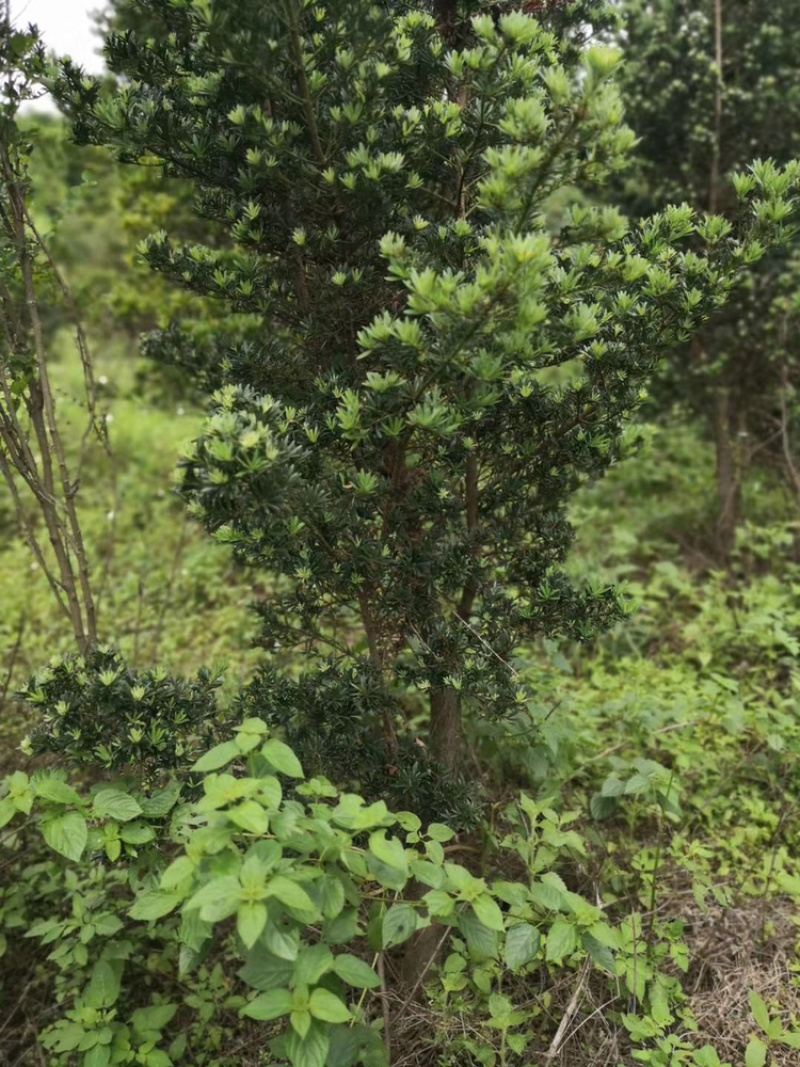 5-8公分贵妃罗汉松