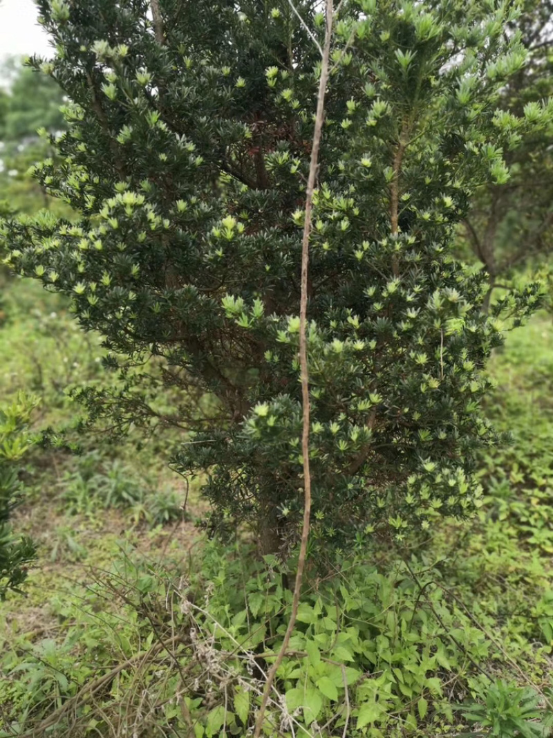 5-8公分贵妃罗汉松