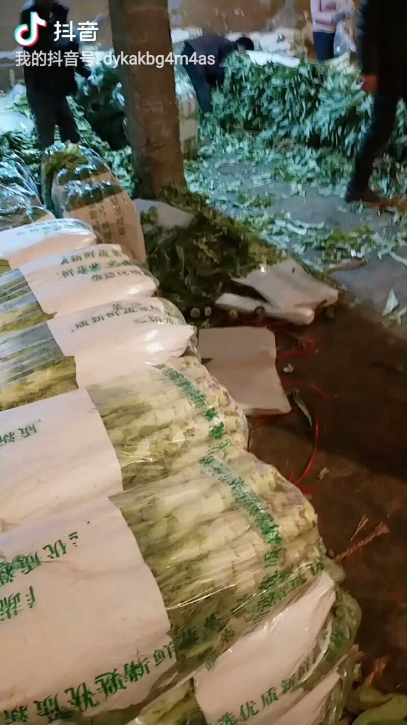 河北定州莴笋白菜基地