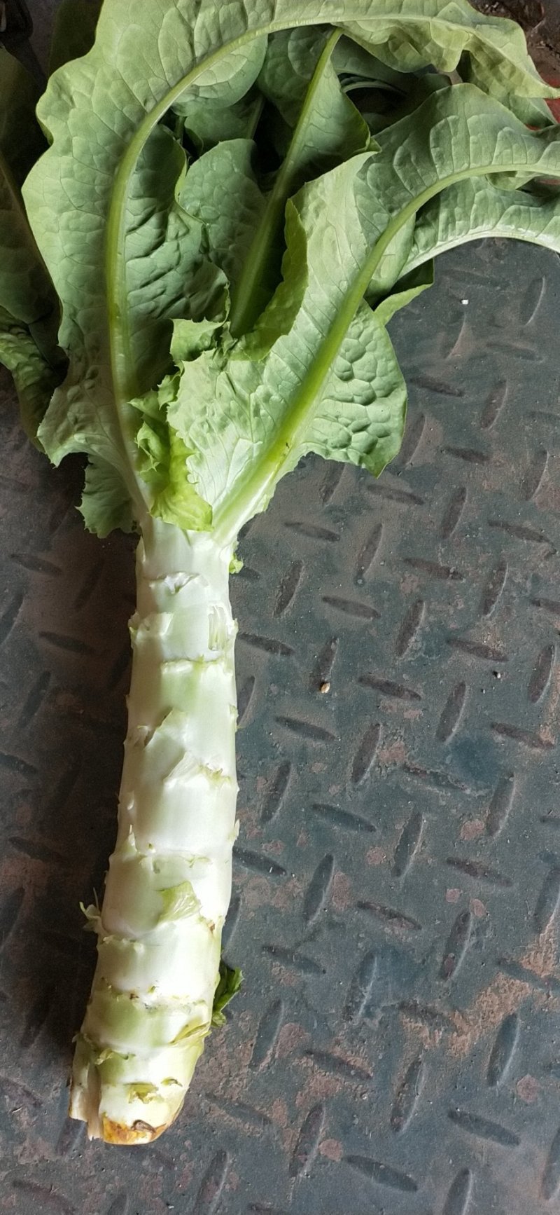 河北定州莴笋白菜基地