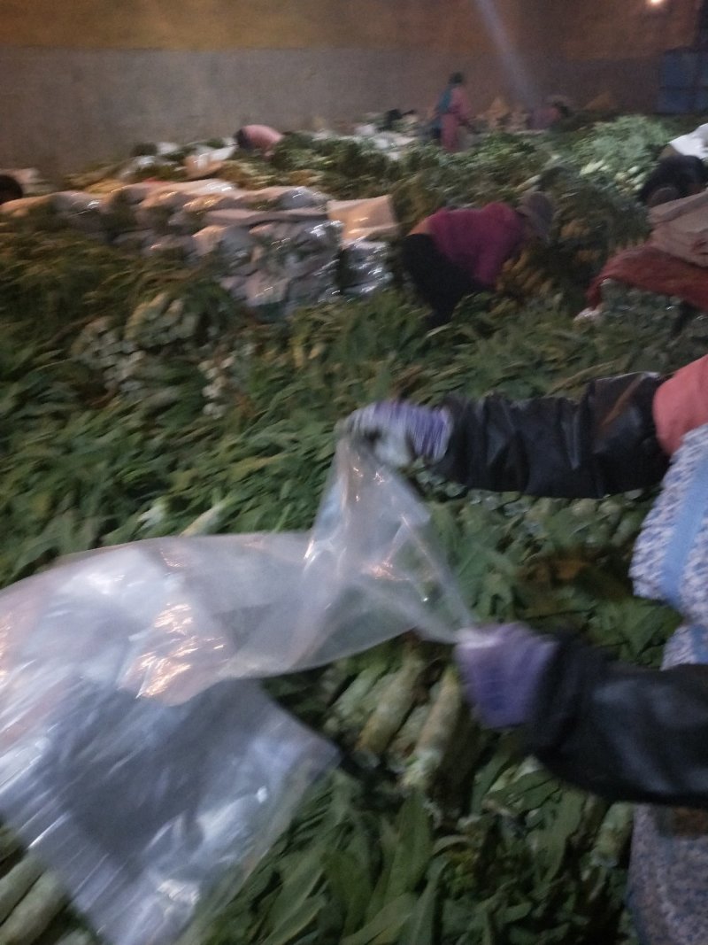河北定州莴笋白菜基地