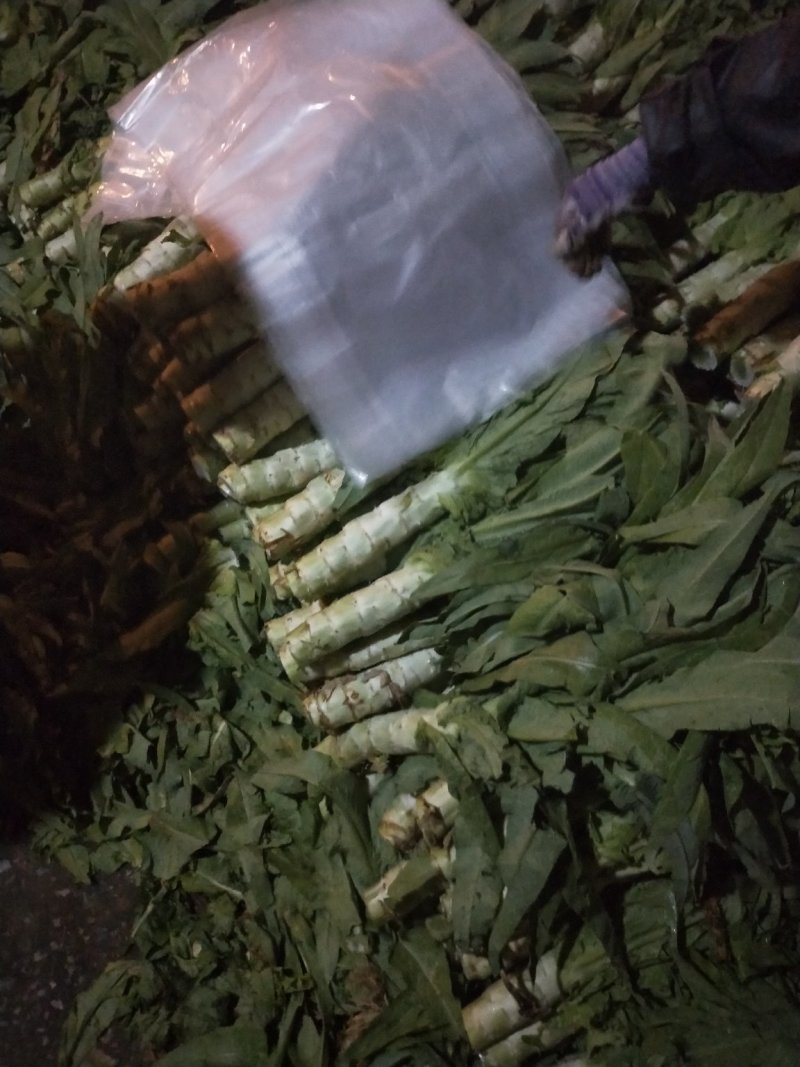 河北定州莴笋白菜基地