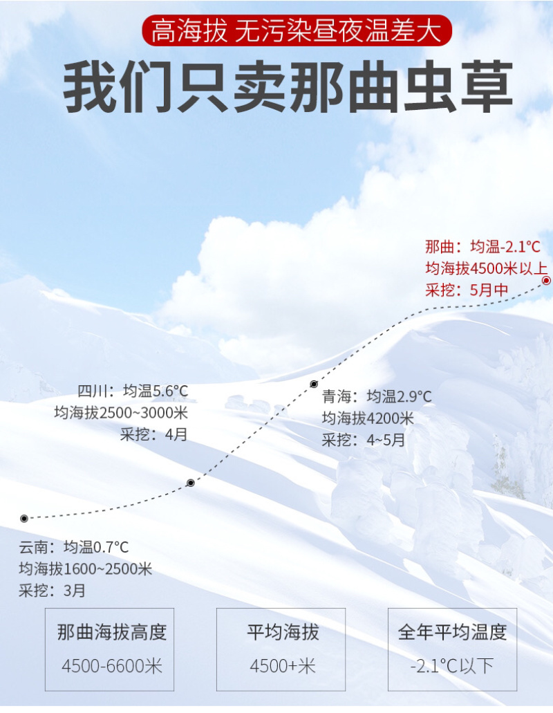 西藏那曲头期虫草足干批发产地直销