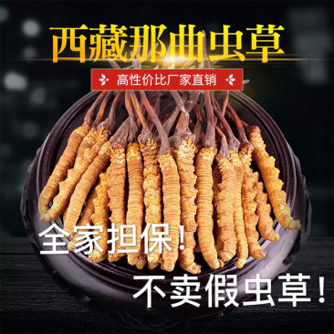 西藏那曲头期虫草足干批发产地直销