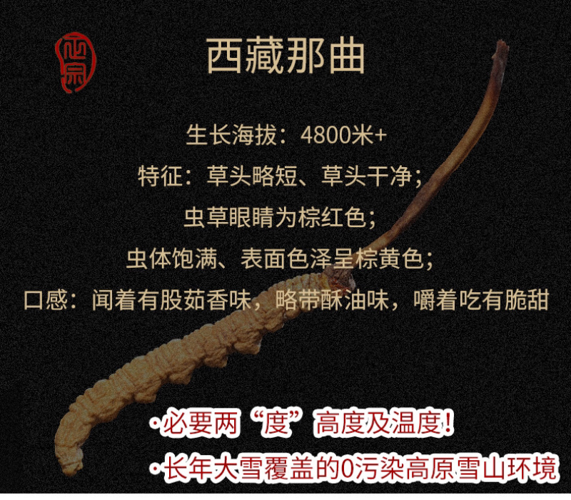 西藏那曲头期虫草足干批发产地直销