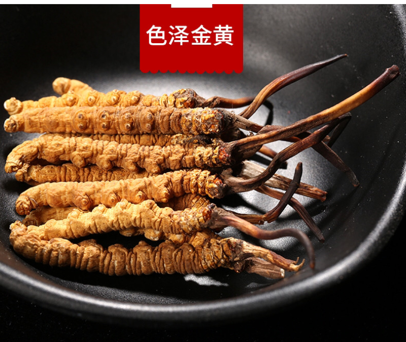 西藏那曲头期虫草足干批发产地直销