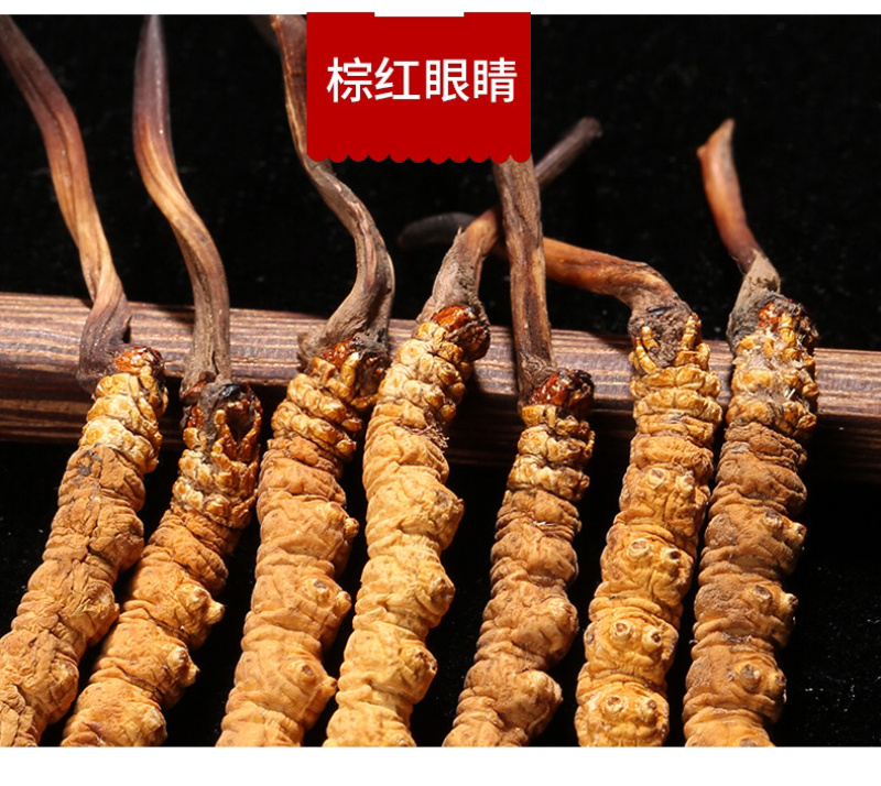西藏那曲头期虫草足干批发产地直销
