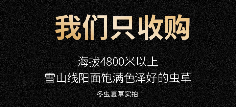 西藏那曲头期虫草足干批发产地直销