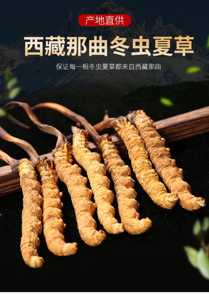 西藏那曲头期虫草足干批发产地直销