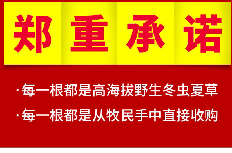 西藏那曲头期虫草足干批发产地直销