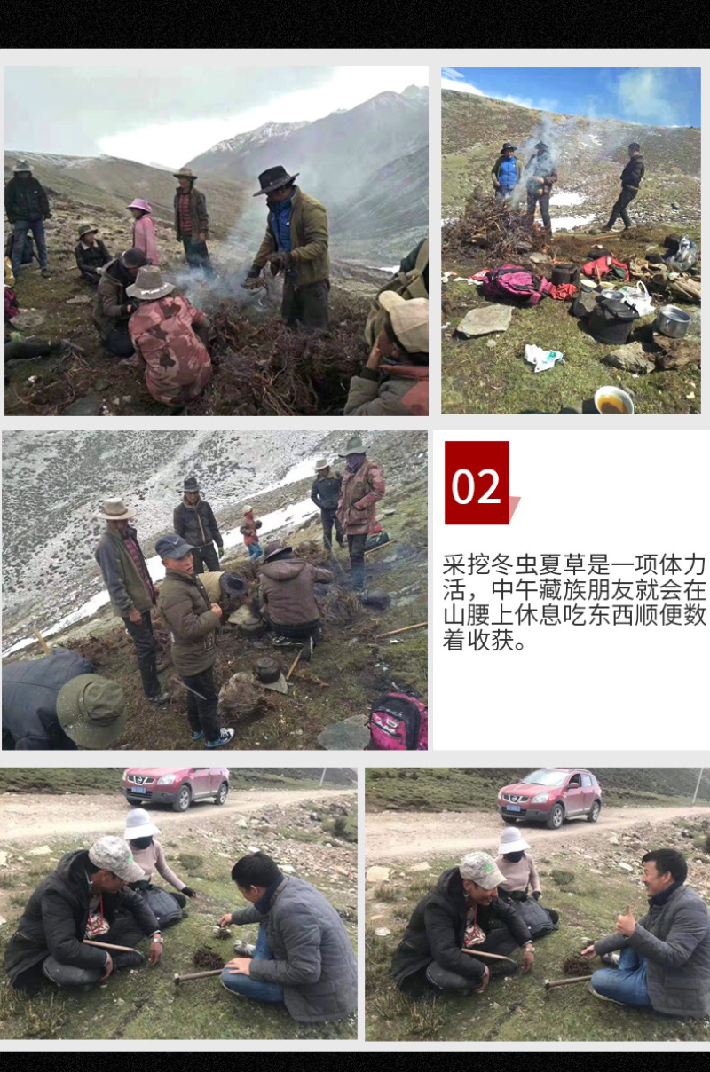 西藏那曲头期虫草足干批发产地直销