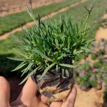观赏草