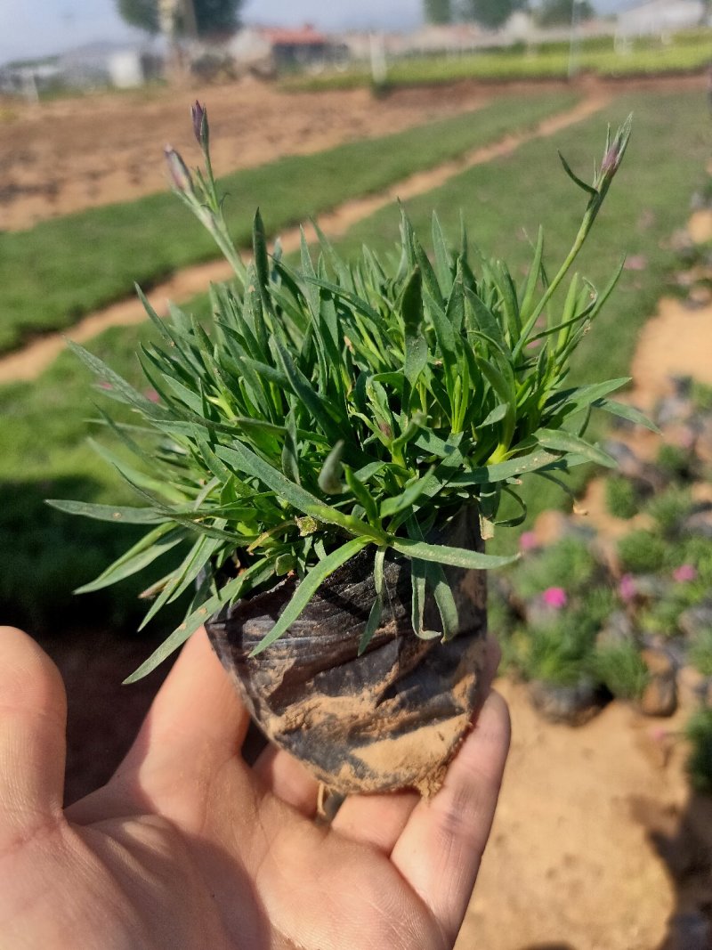 观赏草