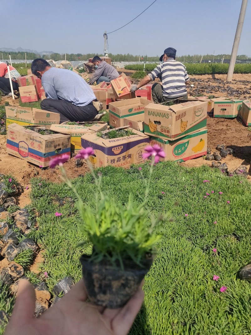 观赏草