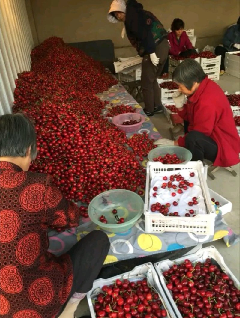 山东潍坊樱桃通果7块现货