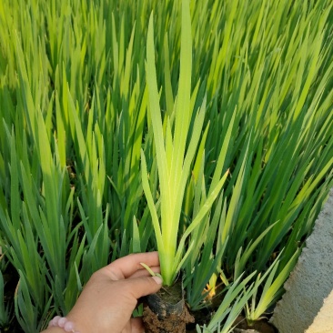 水生鸢尾
