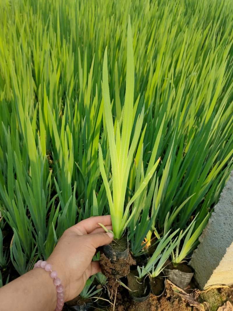 水生鸢尾