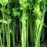 芹菜西芹80公分左右价格合理保质保量