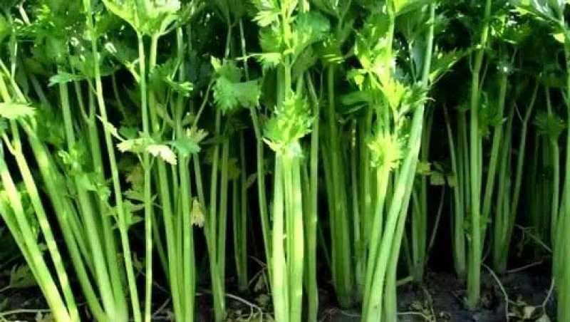 芹菜西芹80公分左右价格合理保质保量