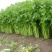 芹菜西芹80公分左右价格合理保质保量