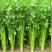 芹菜西芹80公分左右价格合理保质保量
