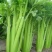 芹菜西芹80公分左右价格合理保质保量